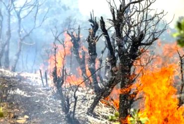 مدیریت سنتی | جنگل‌ها زیر فشار کم‌آبی و سوء‌مدیریت